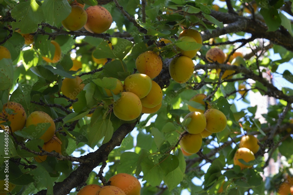 A cluster of beautiful juicy organic apricots on a lush green tree