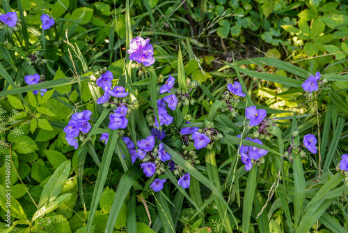 Purple Virginia spiderwort or spider lily. photo