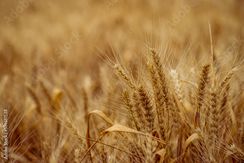 Wheat field. Ears of golden wheat close up. Beautiful Nature Sunset Landscape. Rural Scenery under Shining Sunlight. Background of ripening ears of meadow wheat field. Rich harvest Concept  blue sky