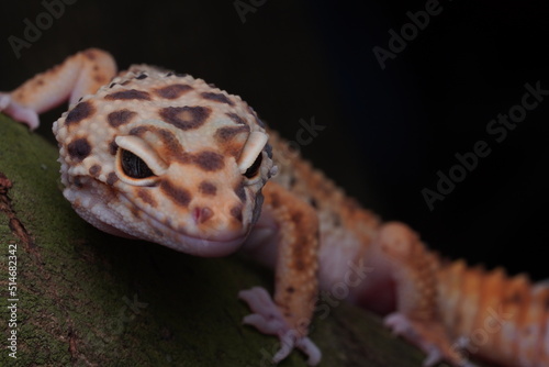 Close Up Gecko
