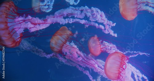 Closeup of Atlantic sea nettle. Chrysaora quinquecirrha, group of Jellyfish slow moving underwater on pure black background. photo