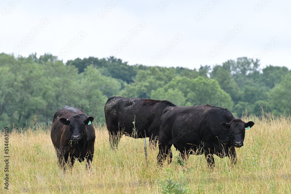 Herd of Black Cows in a Farm Field