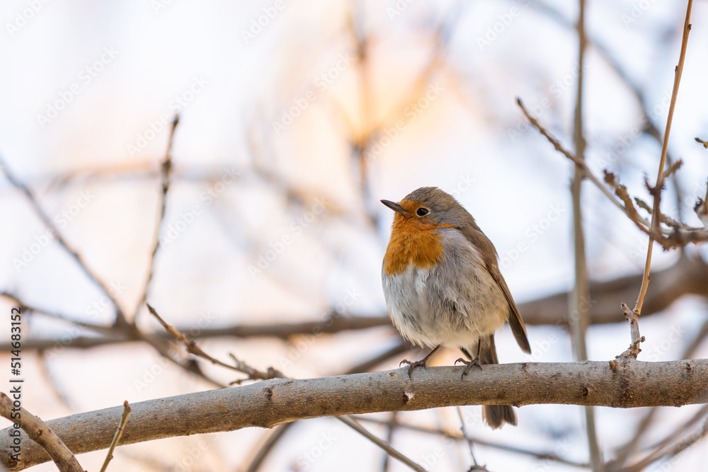 Robin or pomegranate Nightingale is a species of bird classified in the family flycatcher. Erithacus rubecula Robin or pomegranate Nightingale is a species of bird classified in the family flycatcher. Erithacus rubecula