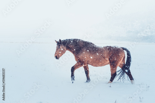 Snowy Horse