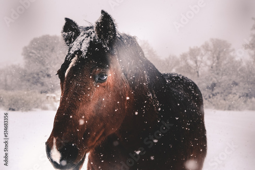 Snow Horse