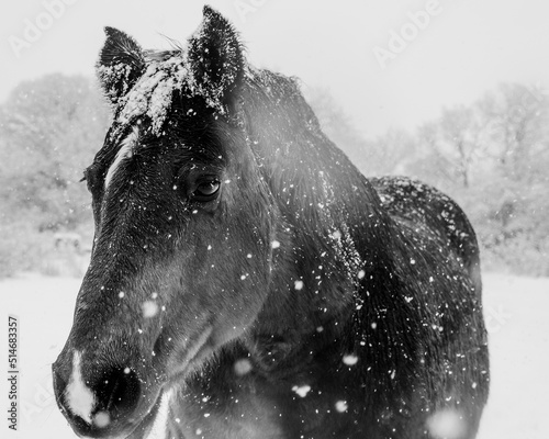 Snowy Horse
