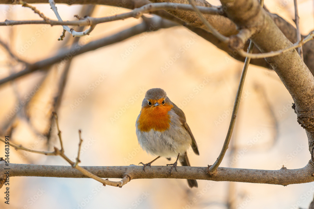 Robin or pomegranate Nightingale is a species of bird classified in the family flycatcher. Erithacus rubecula Robin or pomegranate Nightingale is a species of bird classified in the family flycatcher. Erithacus rubecula