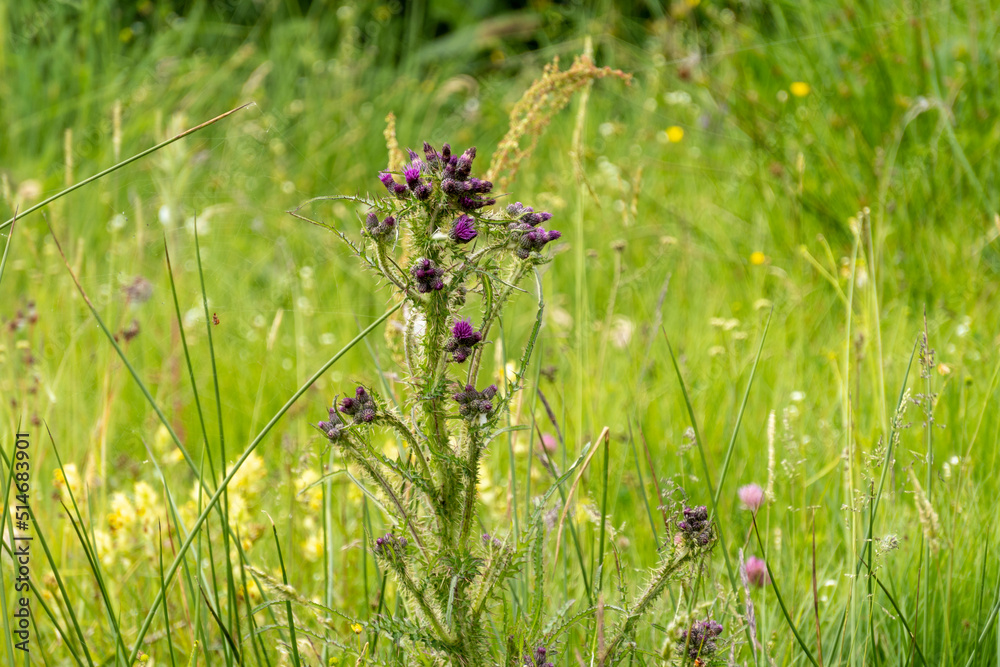 Marsh Cirse, Cirsium palustre in bloom, flowering plant, purple mallow, found in the mountains Marsh Cirse, Cirsium palustre in bloom, flowering plant, purple mallow, found in the mountains