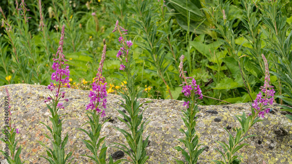 Magnificent willowherbs, against a rock, in the mountains, in summer Magnificent willowherbs, against a rock, in the mountains, in summer