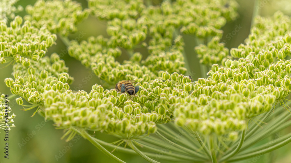 Bee foraging on a magnificent angelica umbel, in summer Bee foraging on a magnificent angelica umbel, in summer