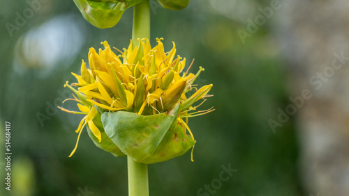Fotografía Close up of gentian, yellow mountain flower