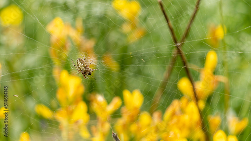 Wallpaper Mural Close-up on a European garden spider, on its spider web, pretty yellow flowers and green plants in the background Torontodigital.ca