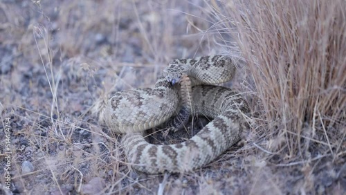 Great basin rattlesnake coiled up sticks out tongue then rattles tail