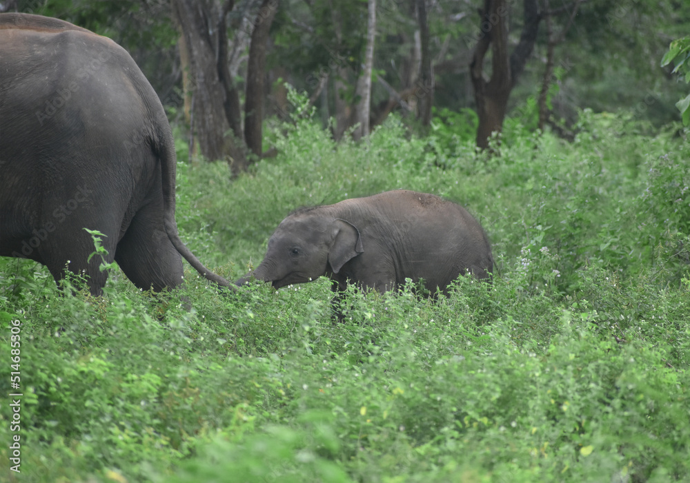 The Elephants at Udawalawa, Sri Lanka 