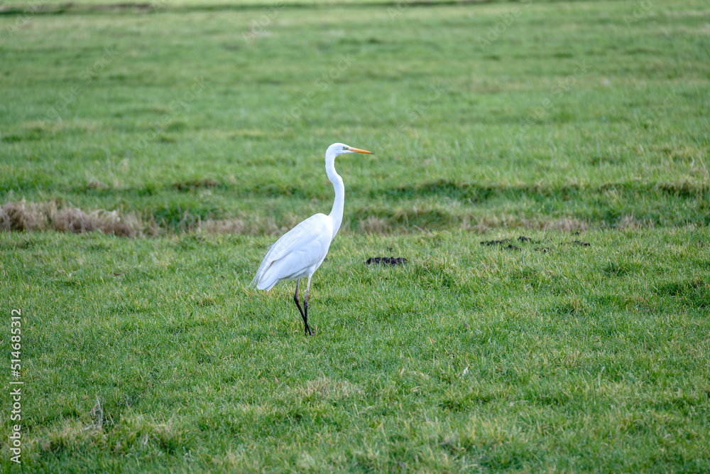 A single Great White Egret, White Heron, walking in a meadow A single Great White Egret, White Heron, walking in a meadow