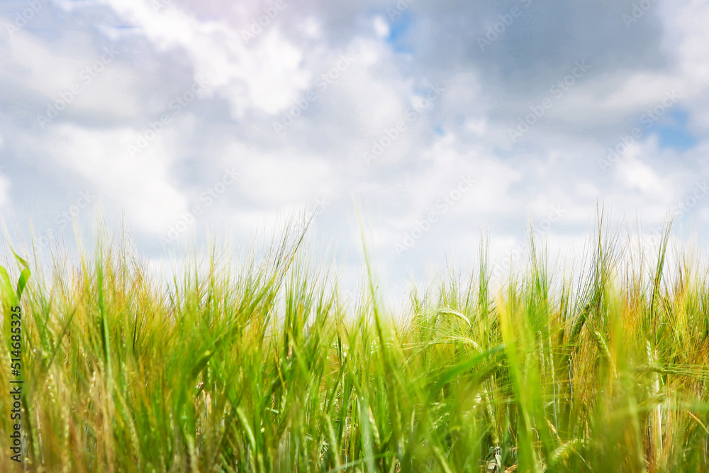 Field of green rye against a blue sky with clouds, selective focus.