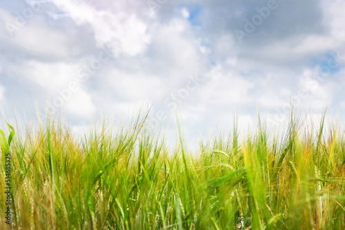 Fototapeta Naklejka Na Ścianę i Meble -  Field of green rye against a blue sky with clouds, selective focus.