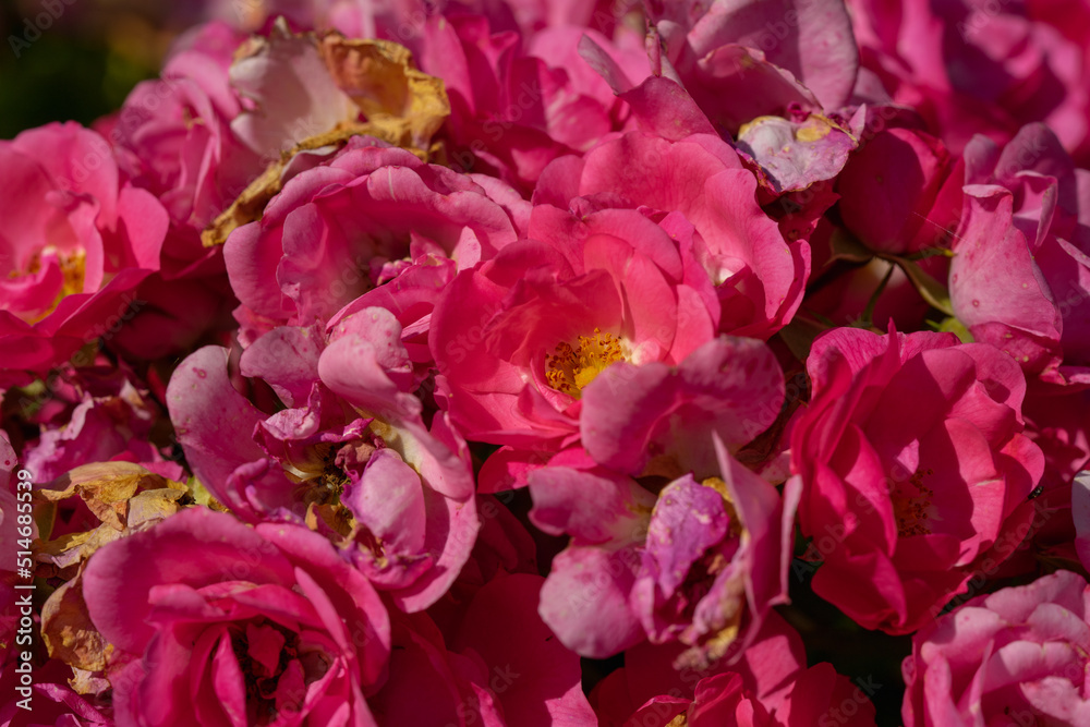 Pink roses