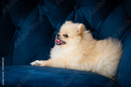 Little happy pomeranian on the blue couch 