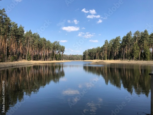 Obraz na płótnie Las w salonie