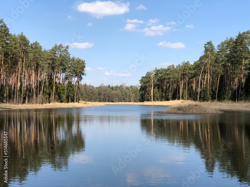 Obraz na płótnie las w salonie
