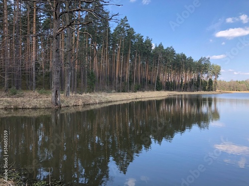 Obraz na płótnie las w salonie