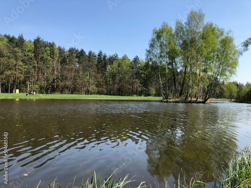 Obraz na płótnie las w salonie