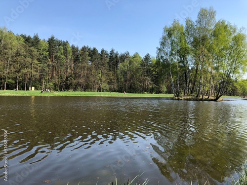 Obraz na płótnie las w salonie