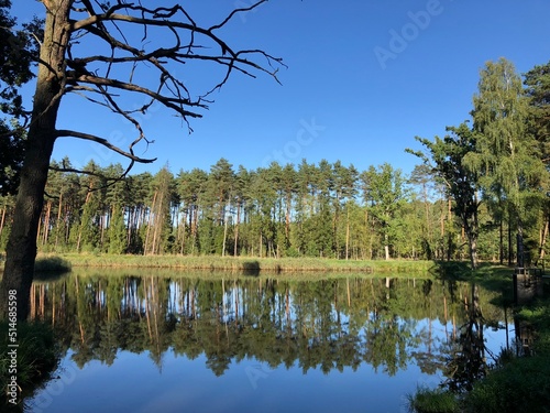 Obraz na płótnie las w salonie