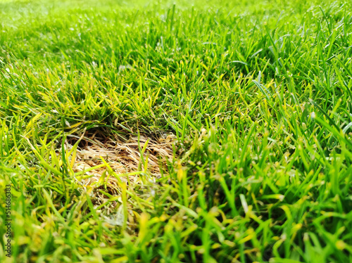 Lawn problem due to drought. Grass mushroom. Grass diseases in the garden. Dead yellow grass