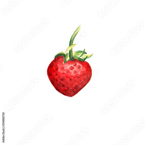 Watercolor red juicy strawberry .Hand drawn food illustration. Fruit print. Summer sweet fruits and berries.