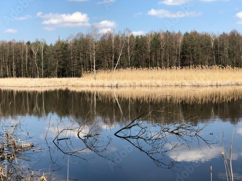 Obraz na płótnie Las w salonie
