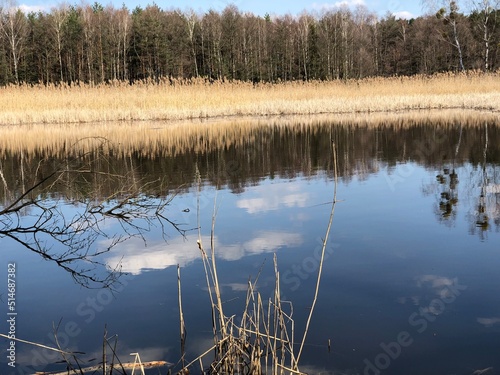 Obraz na płótnie Las w salonie