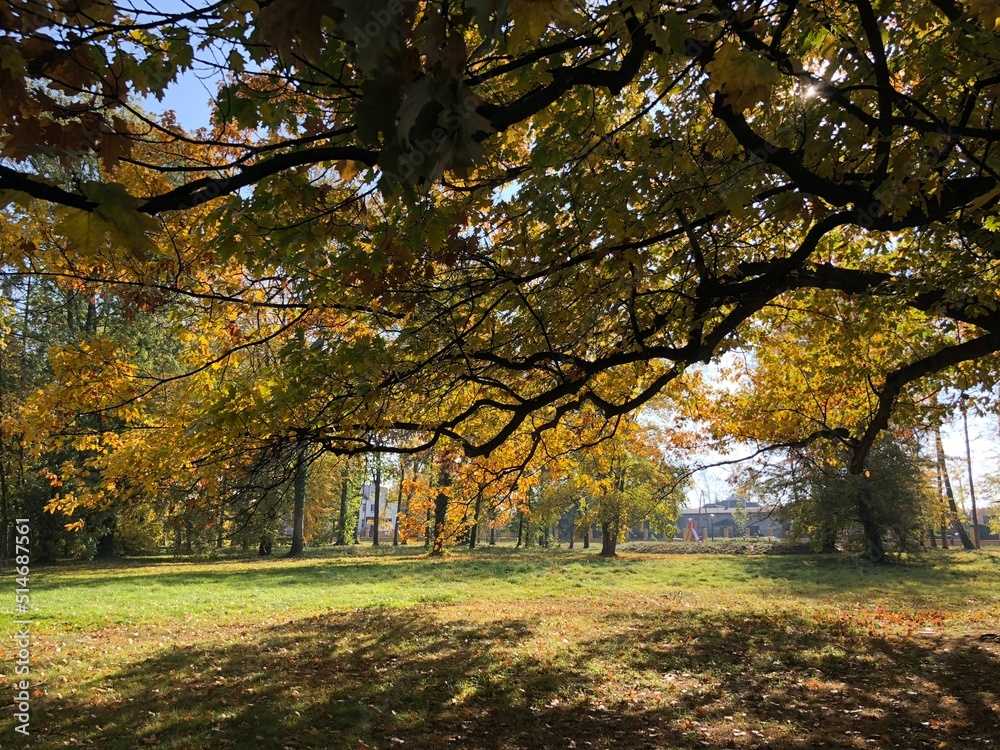 Fototapeta premium Park