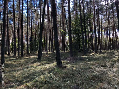 Obraz na płótnie Las w salonie