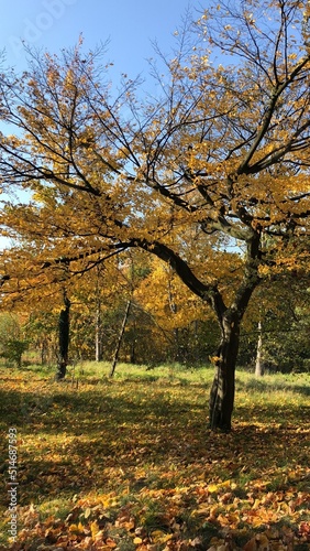 Park
