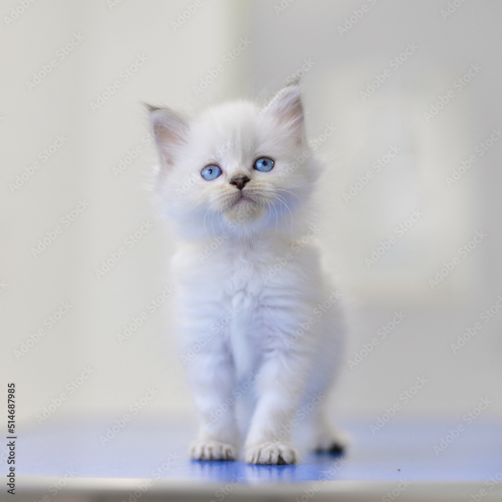 portrait d'un chaton blanc
