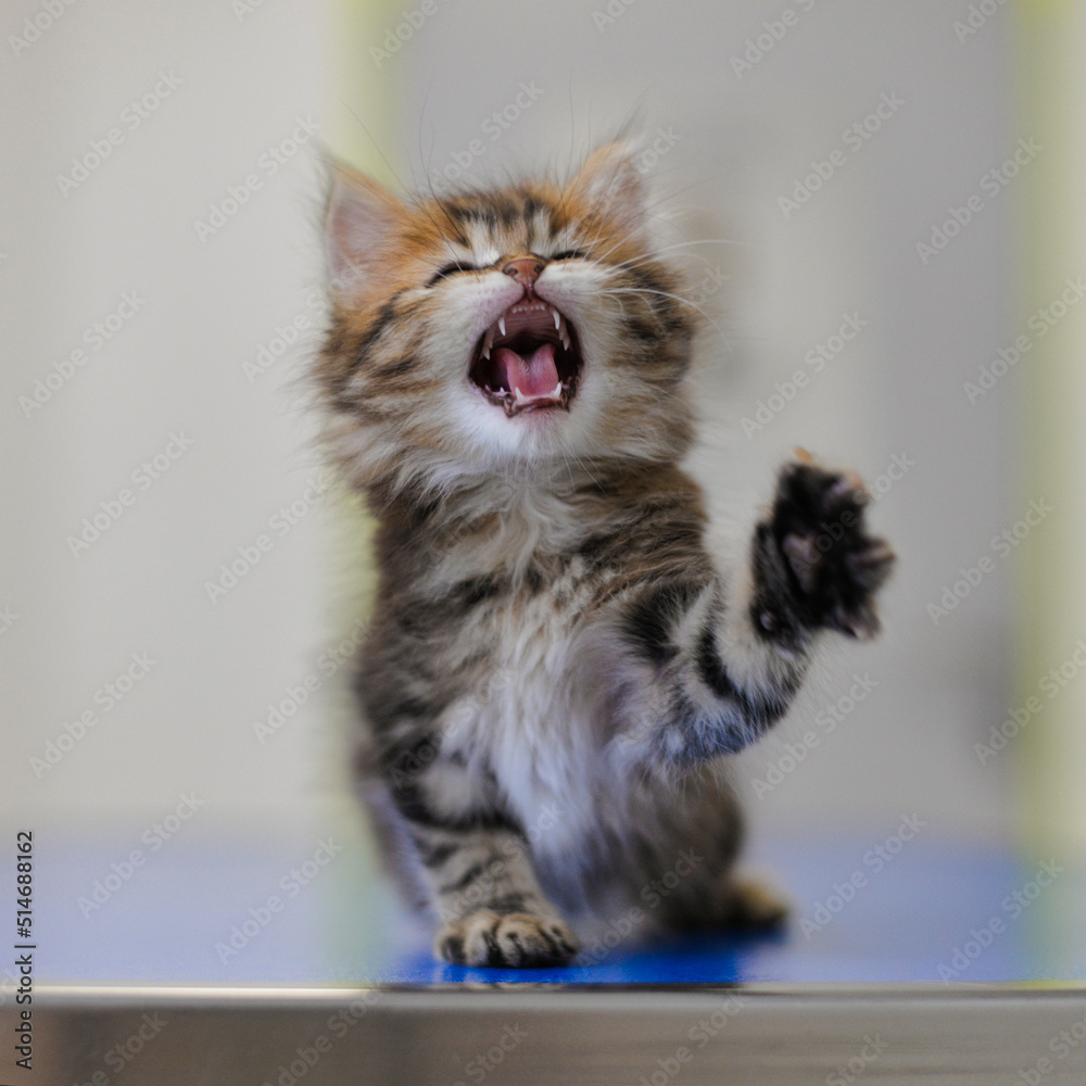 Obraz premium chaton en train de chanter