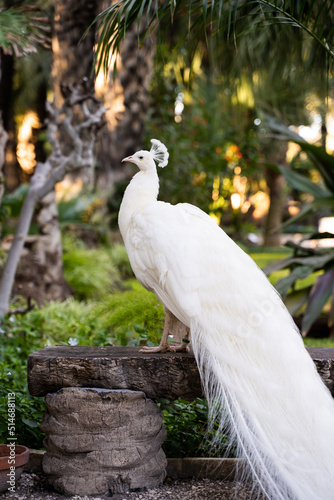 Male white peacock perched on a palm tree trunk in the garden of the 'Huerto del Cura' in Elche, Alicante, Spain.