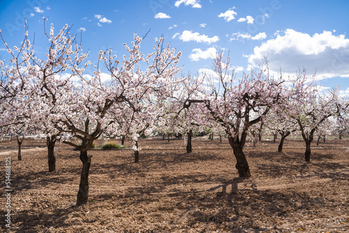 Blooming almond tree with white flowers isolated in the field. Elche, Alicante, Spain.