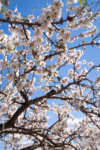 Almond tree blossoms with white flowers in the blue sky. Floral texture. Elche, Alicante, Spain.