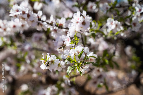 Bee perched on a branch of an almond tree with white flowers. Elche, Alicante, Spain.