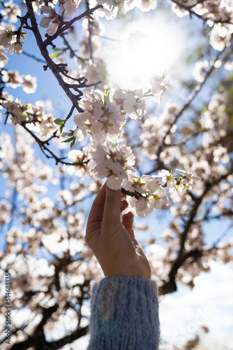 A woman's hand in a light blue sweater holding a branch of a flowering almond tree with sunlight in the background. Elche, Alicante, Spain.