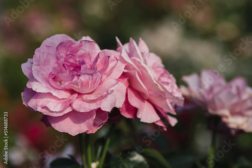 Pink roses flowers growing outdoors in summer garden. Nature © галина шарапова