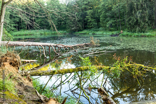 Fototapeta Naklejka Na Ścianę i Meble -  Spiegelung umgestürzter Bäume an einem See im Wald