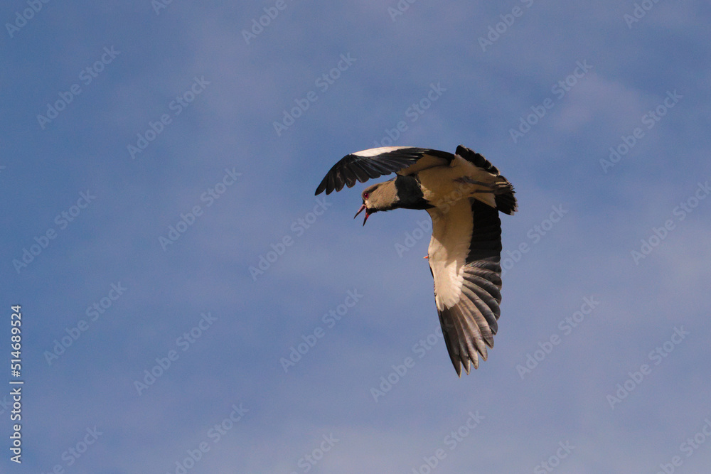 Southern lapwing (Vanellus chilensis) in flight, spotted near San Rafael, Mendoza, Argentina. The sharp spur in its wing can be clearly seen.