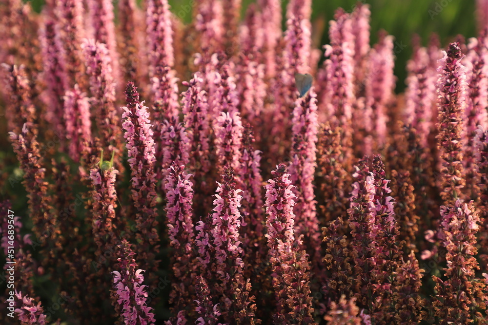 Mountain honey flowers of pink color in a mountain park on a summer day. Mountain honey flowers of pink color in a mountain park on a summer day.