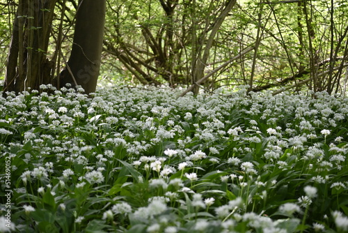 spring in the park