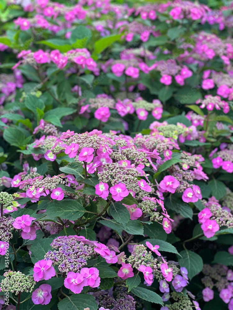 Blossoming pink hydrangea lit with the sun
