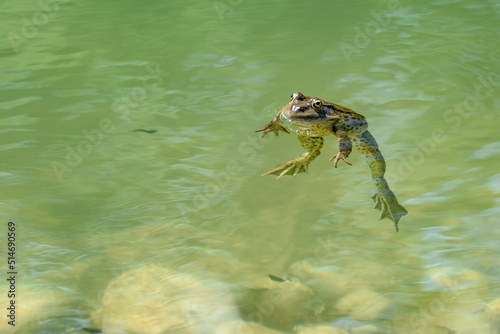 Green frog foating in a pond